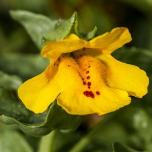 Mimulus guttatus – Mimulus langsdorfi – Common Monkey Flower – Common Large Monkey Flower- Diplacus – Monkey Flower – Musk – get a quote