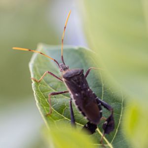 Leaffooted Bugs – Coreidae Family get a quote