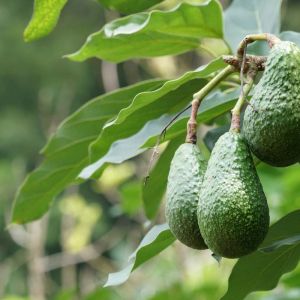 Persea americana – Persea gratissima – Avocado – Alligator Pear – get a quote