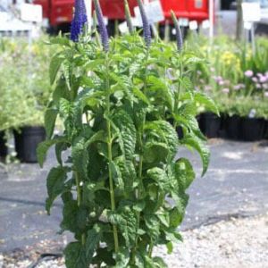 Veronica ‘Sunny Border Blue’ – Speedwell get a quote