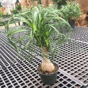 Beaucarnea recurvata – Nolina recurvata – Nolina tuberculata – Ponytail Palm – Ponytail Palm – get a quote