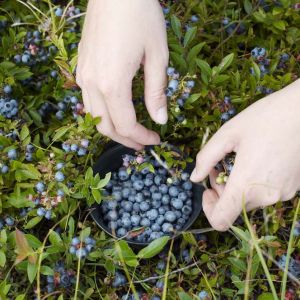 Vaccinium angustifolium var. laevifolium – Lowbush – Blueberry – get a quote