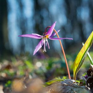 Erythronium des-canis ‘Purple King’ – ‘European Dog’s-tooth-violet’ – Dog’s-tooth Violet – Trout Lily – Fawn Lily – get a quote