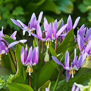 Erythronium des-canis – ‘European Dog’s-tooth-violet’ – Dog’s-tooth Violet – Trout Lily – Fawn Lily – get a quote