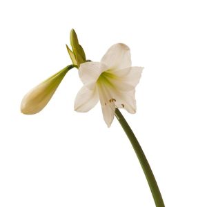 Hippeastrum ‘Christmas Gift’ – Amaryllis – Barbados Lily – get a quote