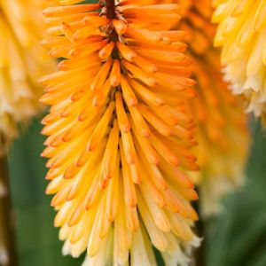 Kniphofia triangularis – Kniphofia galpinii of gardens – Kniphofia macadamia – Kniphofia nelsonii – Red-hot Poker – Torch Lily – Tritoma – Torch Flower – get a quote