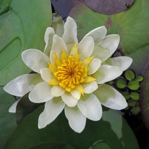 Nymphaea ‘Albida’ – Nymphaea  ‘Marliacea Albida’ – Waterlily – get a quote