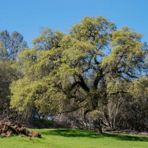 Quercus douglasii – Blue Oak – Oak – get a quote