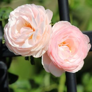 Rosa ‘Heritage’ – Rose ‘Heritage’ get a quote