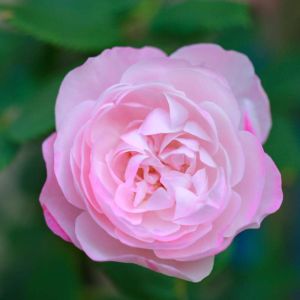 Rosa ‘Mme. Pierre Oger’ – Rose ‘Mme. Pierre Oger’ get a quote