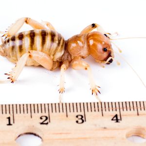 Jerusalem Cricket – Stenopelmatus fuscus and other species get a quote