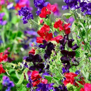 Lathyrus odoratus Early Multiflora – Sweet Pea get a quote