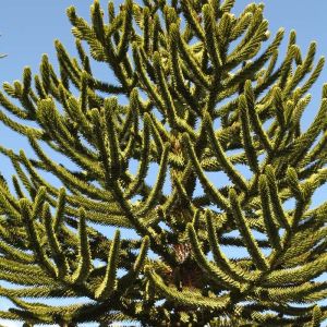 Araucaria araucana – Araucaria imbricata – Monkey Puzzle Tree – Chilean Pine – get a quote