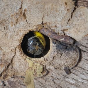 DiggerBees – Carpenter Bees – Anthoporidae family get a quote