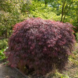Acer palmatum dissectum atropururea – Cutleaf Japenese Maple – Maple get a quote