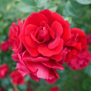 Rosa ‘Don Juan’ – Rose ‘Don Juan’ get a quote