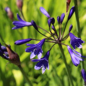 Agapanthus caulescens – African lily-of-the-Nile – African blue lily get a quote