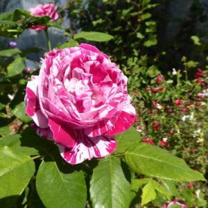 Rosa ‘Ferdinand Pichard’ – Rose ‘Ferdinand Pichard’ get a quote