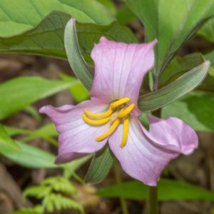 Trillium catesbaei – Trillium catesbyi – Trillium nervosum -Trillium stylosum – Rosy Wakerobin- Trinity Flower – Wakerobin – Wood Lily – get a quote