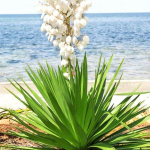 Yucca gloriosa – Spanish dagger – Mound Lily – Candle Yucca – Palm lily – Roman Candle – get a quote
