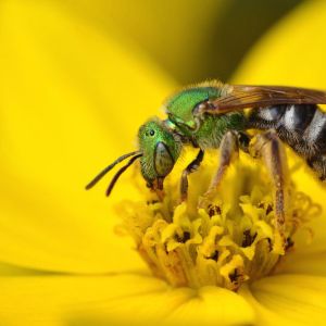 Sweat Bees – Halicitidae Family get a quote