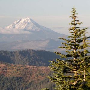 Abies amabilis – Beautiful Fir – Pacic Fir – Cascade fir – get a quote