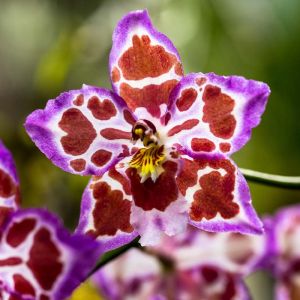 Odontoglossum – orchid get a quote