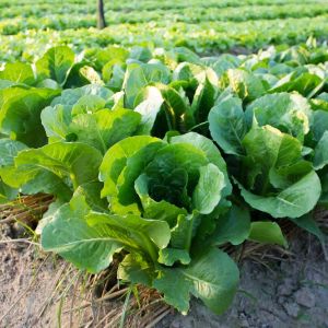 Lettuce – Buttercrunch Lettuce get a quote