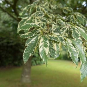 Castanea sativa ‘Albomarginata’ – Castanea sativa ‘Argenteomarginata’ – Spanish Chestnut – Sweet Chestnut – Chestnut – Chinquapin – get a quote