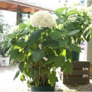 Hydrangea arborescens ‘Anna Belle’ – Snowhill Hydrangea – Smooth Hydrangea – get a quote