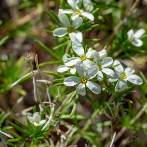 Linanthus nuttallii – get a quote