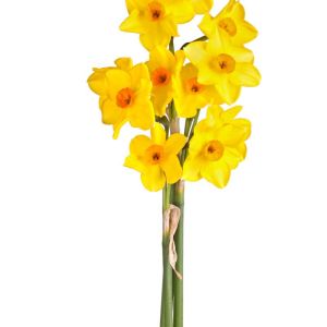 Narcissus ‘Falconet’ – Daffodil ‘Falconet’ get a quote