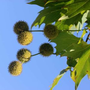 Platanus racemosa – California Sycamore – California Plane – Western Sycamore – Aliso – Plane – Sycamore – get a quote