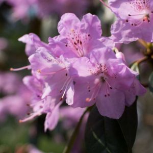 Rhododendron mucronulatum – Korean Rhododendron – Azaleas – get a quote