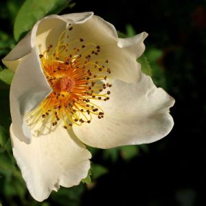 Rosa ‘Golden Wings’ – Rose ‘Golden Wings’ get a quote