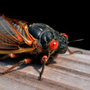 13-year Cicada – Magicicada tredecim get a quote