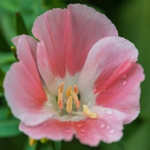 Clarkia amoena ‘Sybil Sherwood’ – Godetia amoena ‘Sybil Sherwood’ – Godetia grandiflora ‘Sybil Sherwood’ – Satin Flower – Farewell-to-spring – Eucharidium – Godetia – get a quote