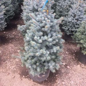 Picea pungens glauca – Colorado Blue spruce – get a quote