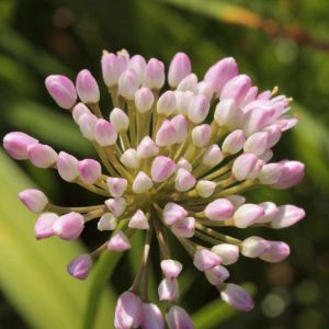 Allium stellatum – Prairie Onion – Onion get a quote