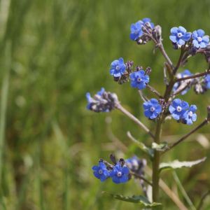 Anchusa barrelieri ‘ Alkanet ‘ Summer Forget-me-not get a quote