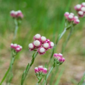 Antennaria dioica ‘ Cat’s ears – Pussy-toes ‘ Ladies Tobacco get a quote