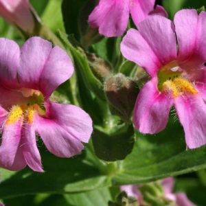 Mimulus Lewisii – Greater Purple Monkey Flower – Mountain Monkey Flower – Diplacus – Monkey Flower – Musk – get a quote