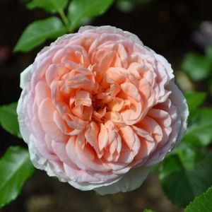 Rosa ‘Abraham Darby’ – Rose ‘Abraham Darby’ get a quote