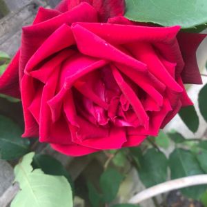 Rosa ‘Crimson Glory’ – Rose ‘Crimson Glory’ get a quote