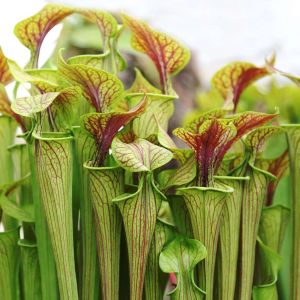 Sarracenia flava – Yellow Pitcher Plant – Huntsman’s Horns – Pitcher Plant – get a quote