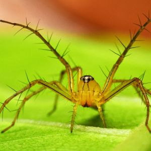 Lynx Spiders – Oxyopidae get a quote