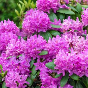 Rhodondendron ‘Roseum Elegans’ – Azaleas – get a quote