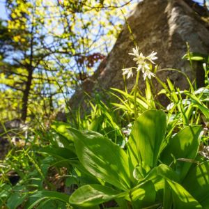 Clintonia udensis – Clintonia alpina get a quote