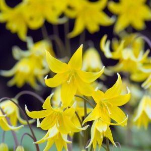 Erythronium ‘Kondo’ – Dog’s-tooth Violet – Trout Lily – Fawn Lily – get a quote