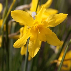 Narcissus x odorus – Narcissus campernellia – Campernelle jonquil – Daffodil campernellia get a quote